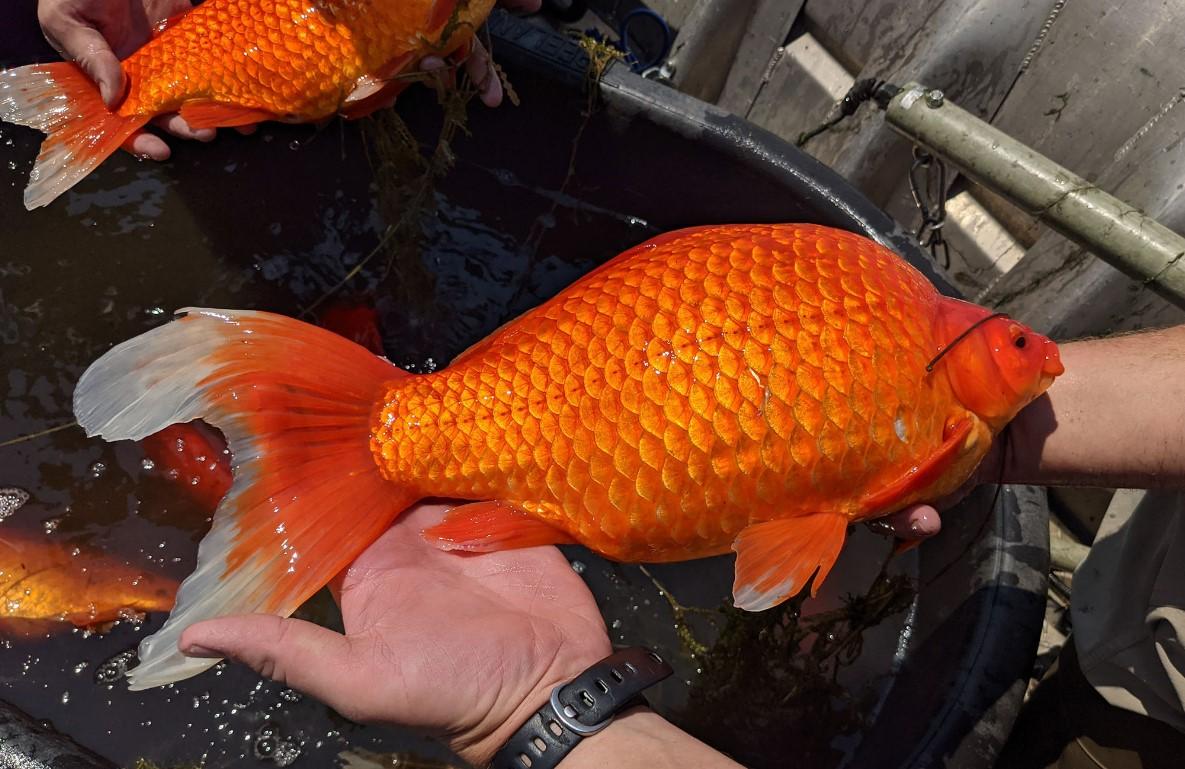 Zlatne ribe velike kao ragbi lopte: Ne ispunjavaju ni najmanje želje