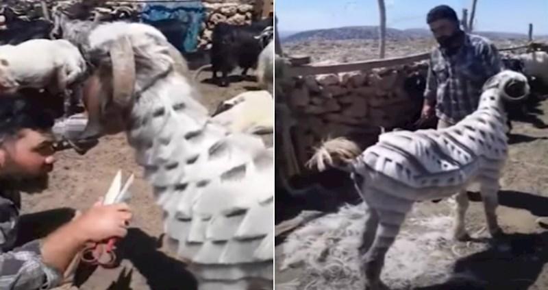 Pastir iz Turske je postao hit na internetu: Njegove koze imaju neobične "frizure"