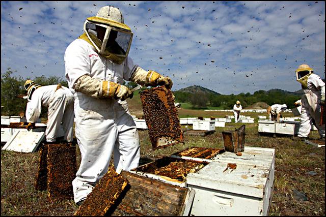 Četiri pčelara privedena nakon protesta u Čileu
