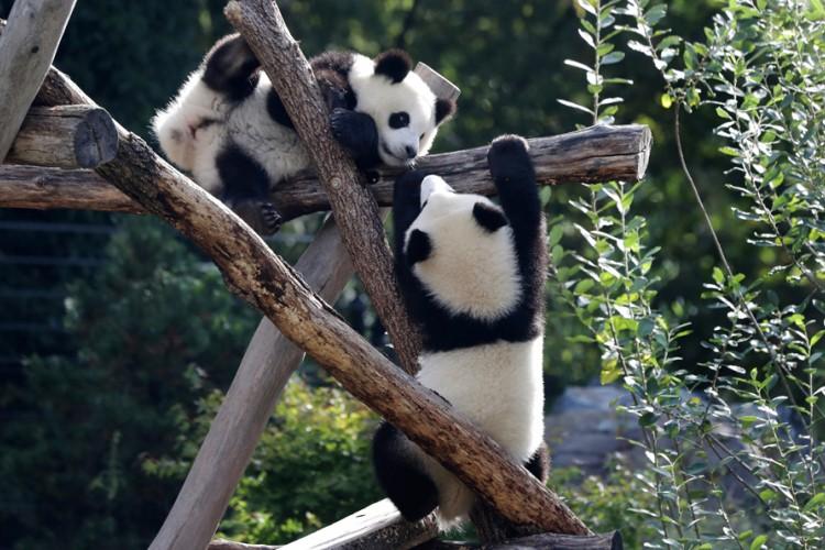 Mladunčadi džinovske pande rođene u Tokiju predstavljene javnosti