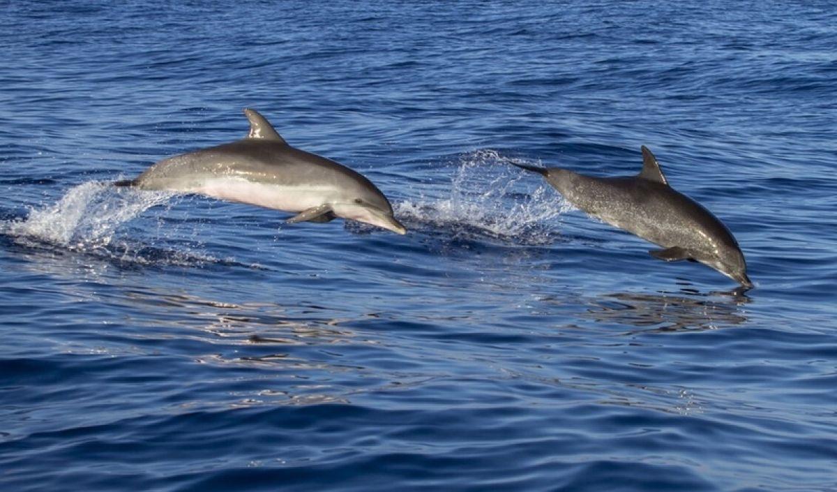 Domar u Institutu Vijeko Barić prvi zapazio neobično ponašanje odraslog para delfina - Avaz