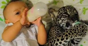 Beba i mladunče jaguara zajedno piju mlijeko