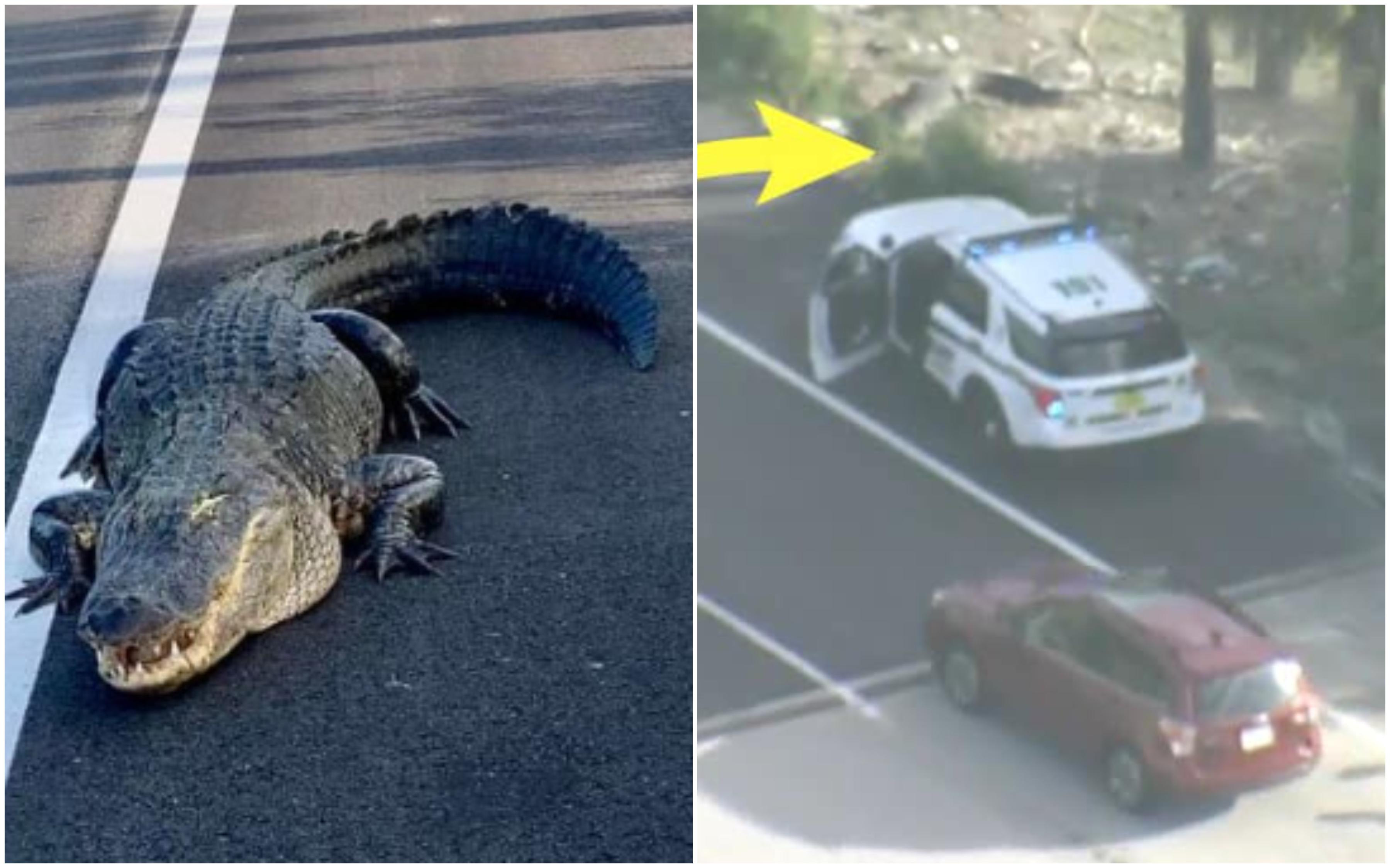 Aligator blokirao saobraćaj na prometnoj cesti, izazvao priličnu gužvu