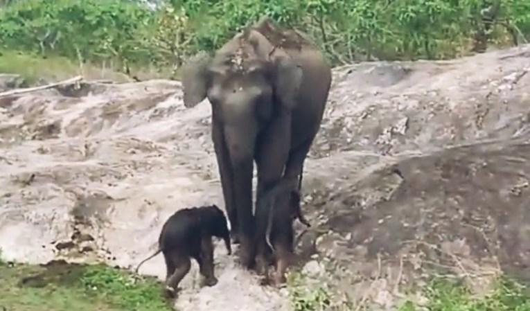 Snimak slonice s tek rođenim blizancima postao hit