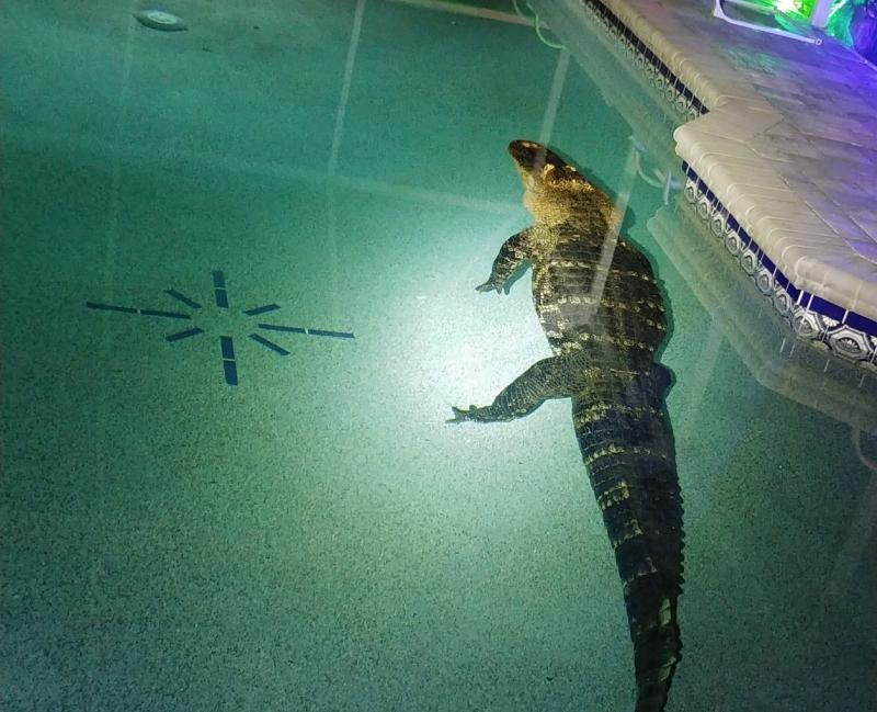 Porodica ostala zatečena nezvanim gostom, aligator bio uporan da se malo okupa u bazenu