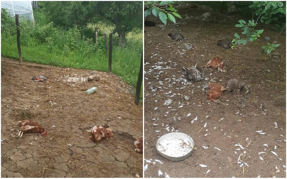 Lisica upala na imanje kod Vogošće i ubila 48 kokoški