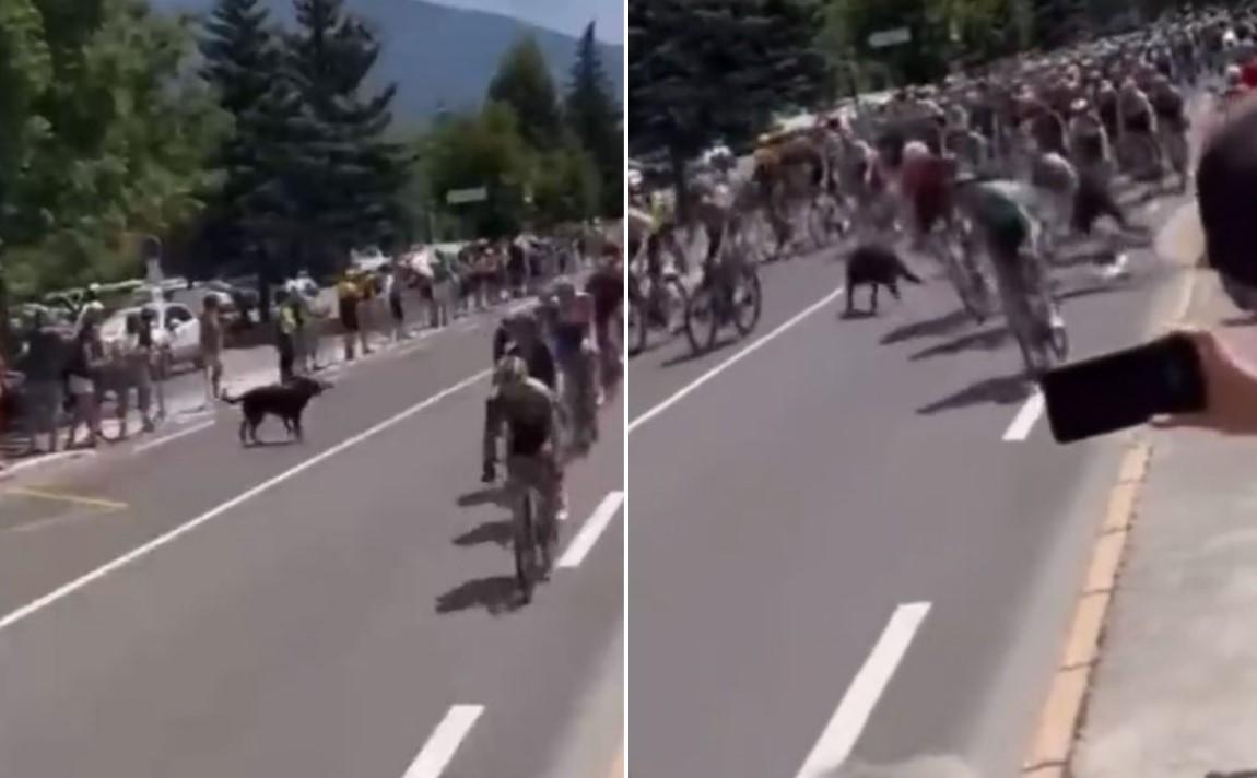 Pas napravio pometnju na Tur de Fransu: Oborio belgijskog biciklistu Lamperta