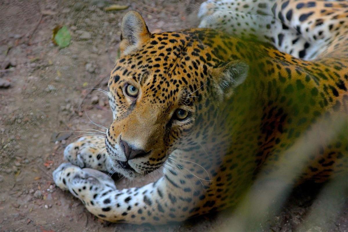 Prvi divlji jaguari rođeni su poslije 70 godina u argentinskom Nacionalnom parku Ibera - Avaz
