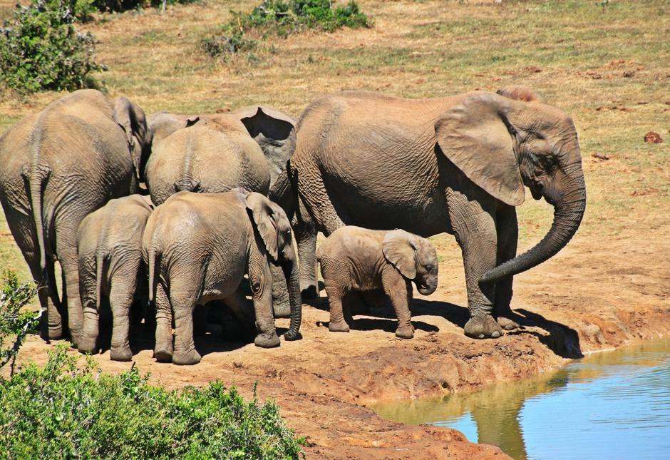 Smrtonosan virus ubija slonove: U mjesec dana uginula tri