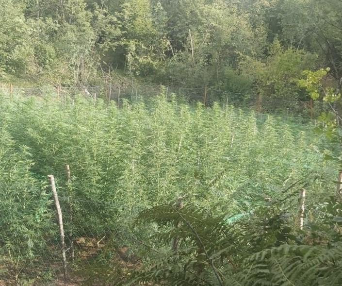 Pronađeno 215 stabljiki marihuane - Avaz