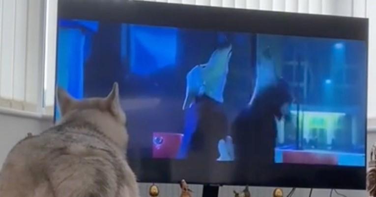 Video od 13 miliona pregleda: Haski zavija sa psima iz svog omiljenog crtića