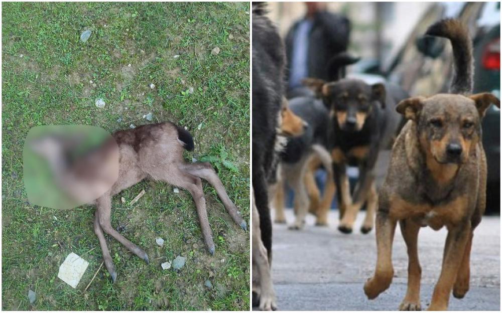 Čopor pasa napao jelene u Pionirskoj dolini: Lanetu nije bilo spasa