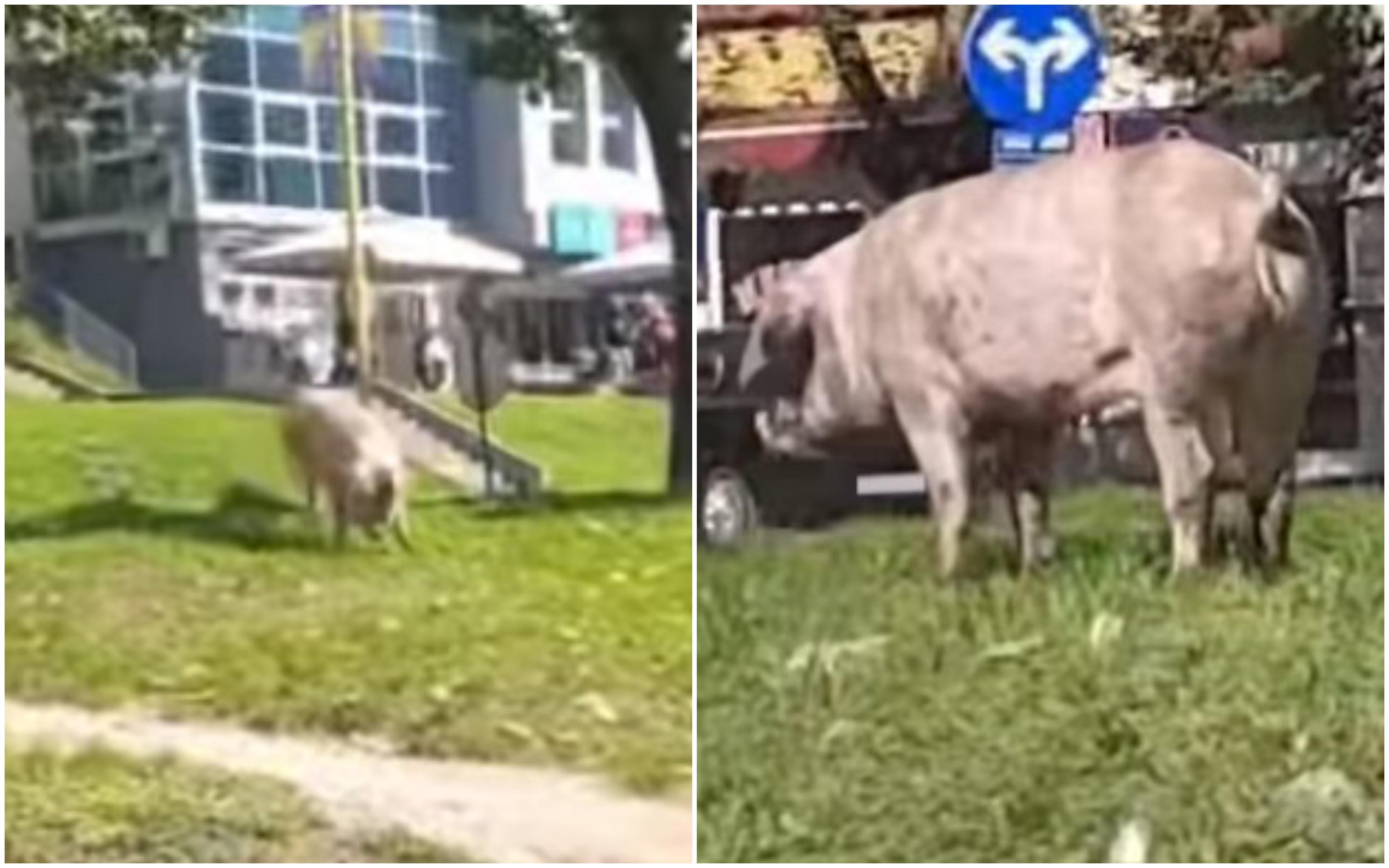 Životinja napravila šou u Tuzli: Svinja šetala ulicama, ljudi je pokušavali uhvatiti