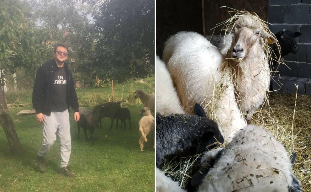 Adnan uzgaja ovce kako bi pomogao bolesnoj majci