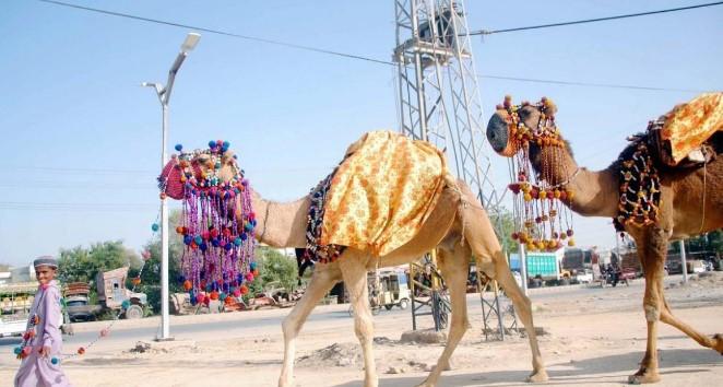 U Ujedinjenim Arapskim Emiratima ako vidite kamilu na putu, morate da je pustite da prođe - Avaz