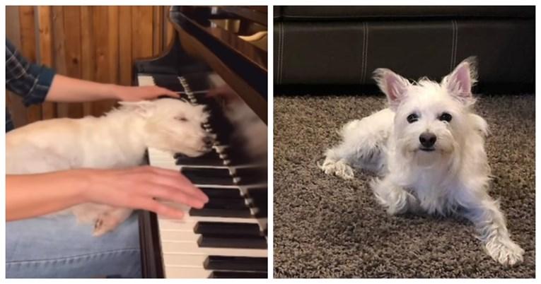 Pas Bradford spokojno spava na tipkama klavira dok vlasnica pokušava svirati