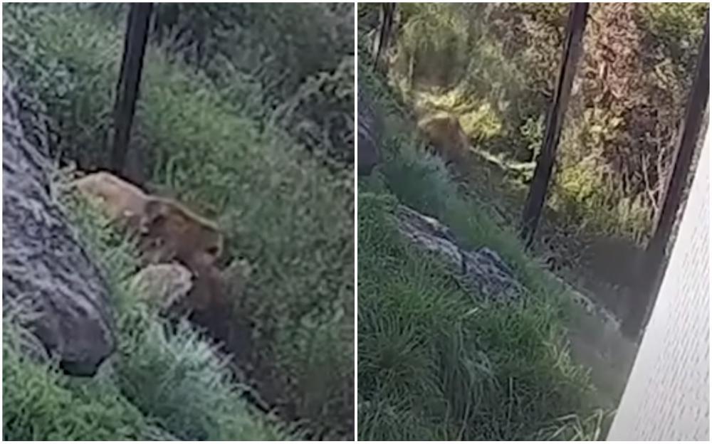 Lavovi u Sidneju izgrizli ogradu i pobjegli iz zoološkog vrta