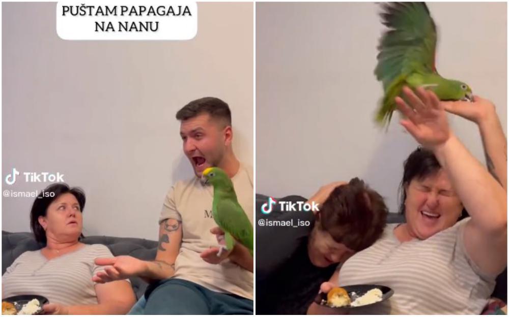 TikToker pustio papagaja na nanu: Njena reakcija je urnebesna
