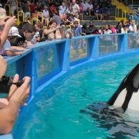 Nakon više od 50 godina zatočeništva, orka Lolita se vraća u okean