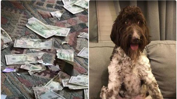 Pas pojeo 4.000 dolara - Avaz