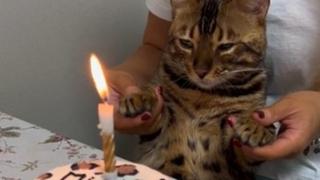 Vlasnica mački za rođendan pripremila preslatku tortu, pogledajte reakciju 