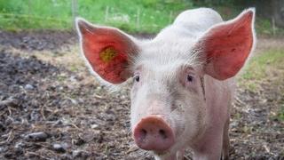 Registriran prvi slučaj afričke svinjske kuge