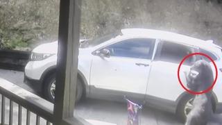 Video / Medvjed u potrazi za hranom otvorio vrata i ušao u automobil