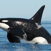Zla sudbina orke koja je progutala sedam cijelih morskih vidri