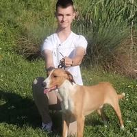 Video / Takmičenje u Zagrebu: Svjetsku titulu najljepšeg ponio je pas Roni iz BiH