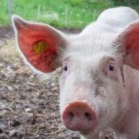 Registriran prvi slučaj afričke svinjske kuge