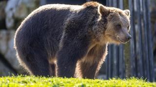 Žena (31) u Slovačkoj preminula dok je bježala od medvjeda u šumi
