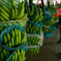 U Kolumbiji pronađeno 2,6 tona kokaina: Bio skriven u paketima banana, spominje se balkanski kartel