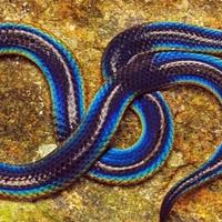 Najmanje poznata: Štitorepa zmija se brani na jako neobičan način