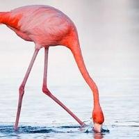 Fosilizirano jaje flaminga staro do 12.000 godina pronađeno prvi put u SAD