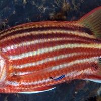 U Jadranskom moru uočene nove otrovne vrste riba