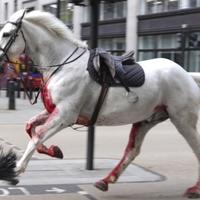 Krvavi konji uzrokovali paniku na ulicama Londona
