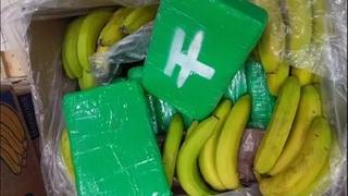 U pošiljci banana iz Ekvadora našli dvije tone kokaina