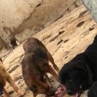 Stravični prizori zlostavljanih i zanemarenih životnija: Psi jeli jedni druge u skloništu