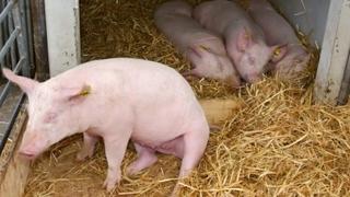 Afrička kuga svinja se širi u BiH: Pojavila se u još dva grada