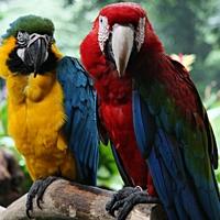 Zanimljivosti o papagajima: Žive i do 80 godina