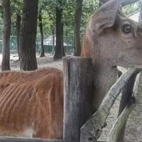 Fotografija jelena kojem se vide rebra obišla društvene mreže: "Tuga i sramota u Boru"