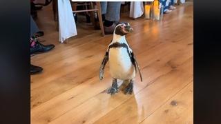 Nosio prstenje za mladence: Pingvin ukrao svu pažnju na vjenčanju 