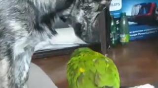 Urnebesno: Vlasnici se plašili kako će pas reagirati na papigu, ali desilo se iznenađenje