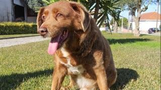 Uginuo Bobi, najstariji pas na svijetu