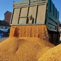 EU će uvesti carine na uvoz ruskog i bjeloruskog žita
