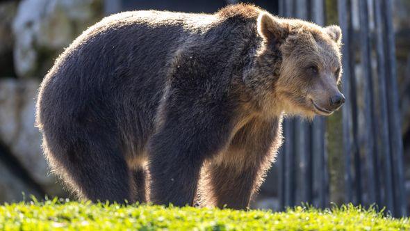 Medvjed: Zaštićena vrsta - Avaz