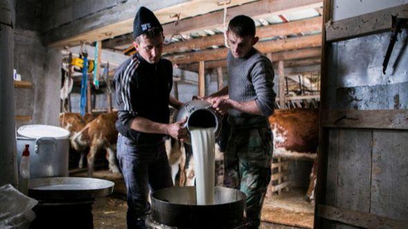 Ukupna količina prikupljenog kravljeg mlijeka bila je viša za 5,1 post - Avaz