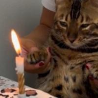 Vlasnica mački za rođendan pripremila preslatku tortu, pogledajte reakciju 