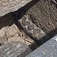 Uznemirujuće: Najezda zmija u naselju Alipašino Polje