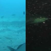 Fotograf je spustio kameru na dno okeana: Ljudi su se smrznuli od straha kad su vidjeli snimak